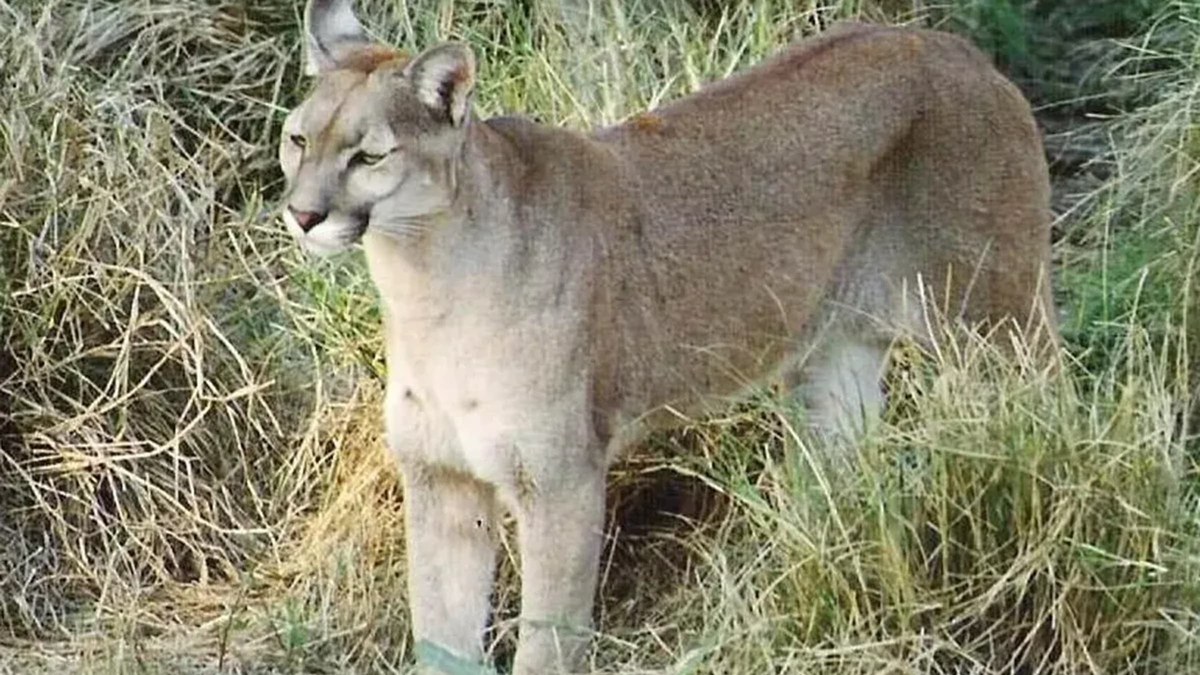 Alerta por puma suelto en el perímetro de La Martona