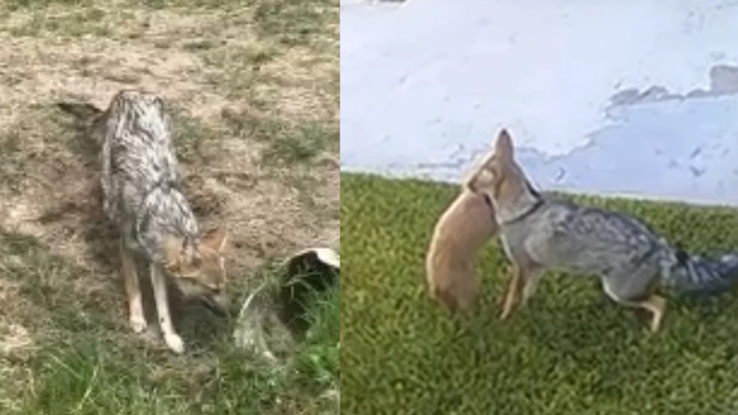 Preocupación en Canning por los zorros: ya atacaron a varios animales