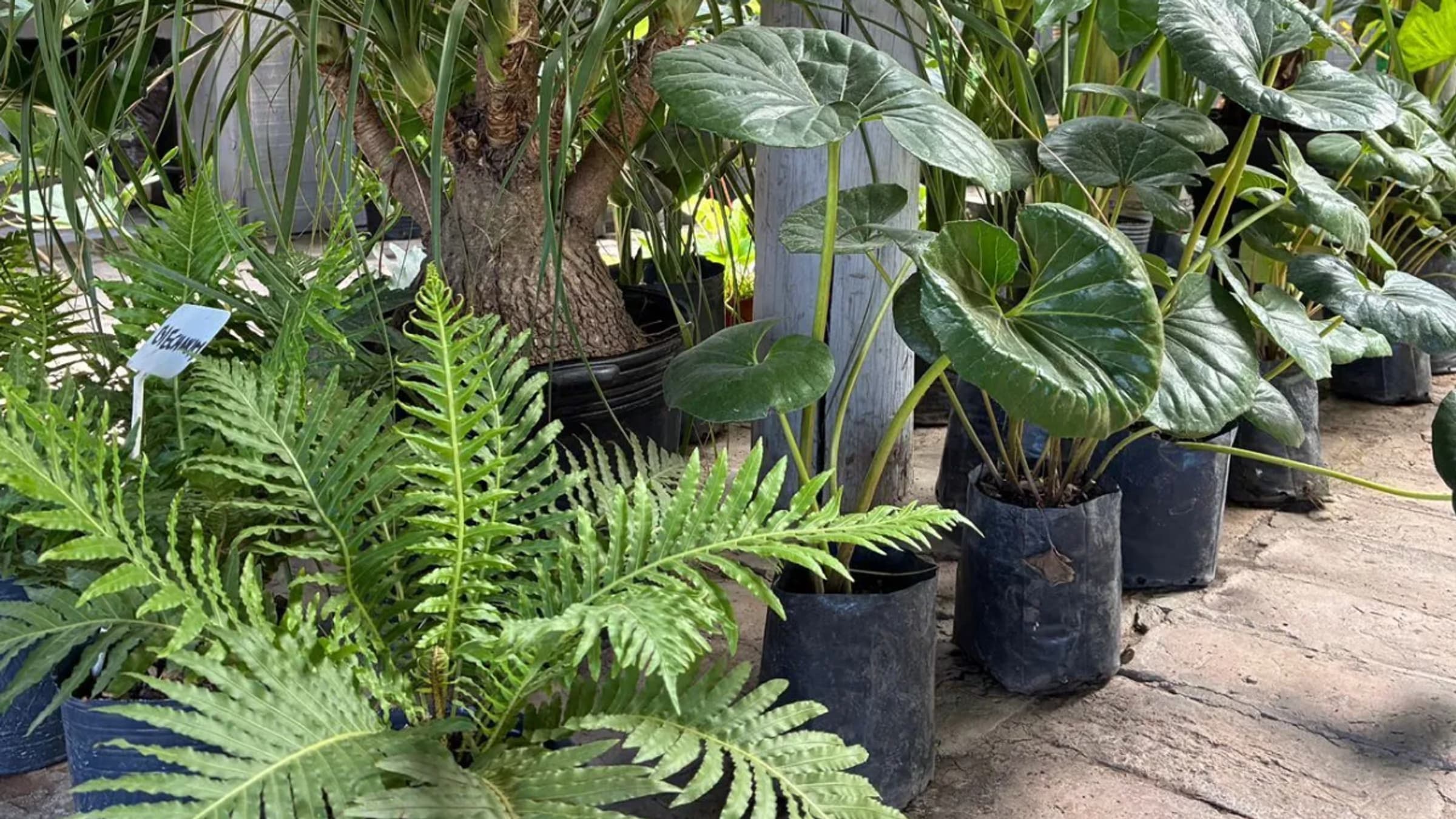 Canning se suma a la moda de los jardines tropicales