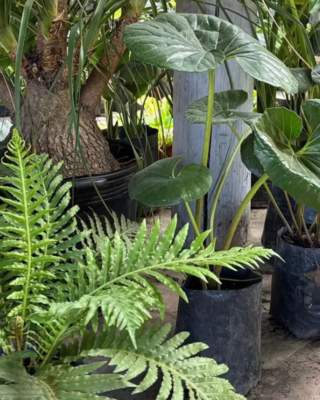 Canning se suma a la moda de los jardines tropicales