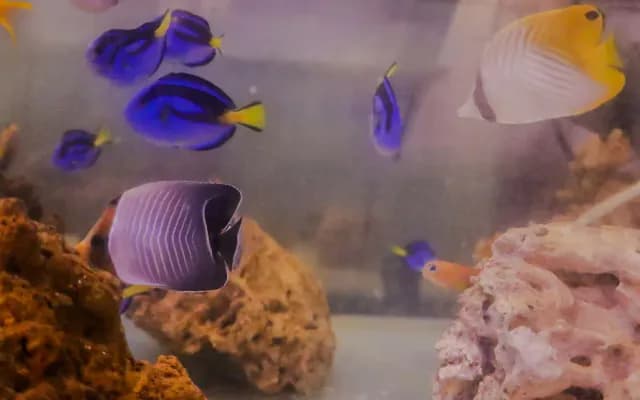 Ezeiza: rescataron a más de 700 animales marinos exóticos en el aeropuerto que eran traficados desde África
